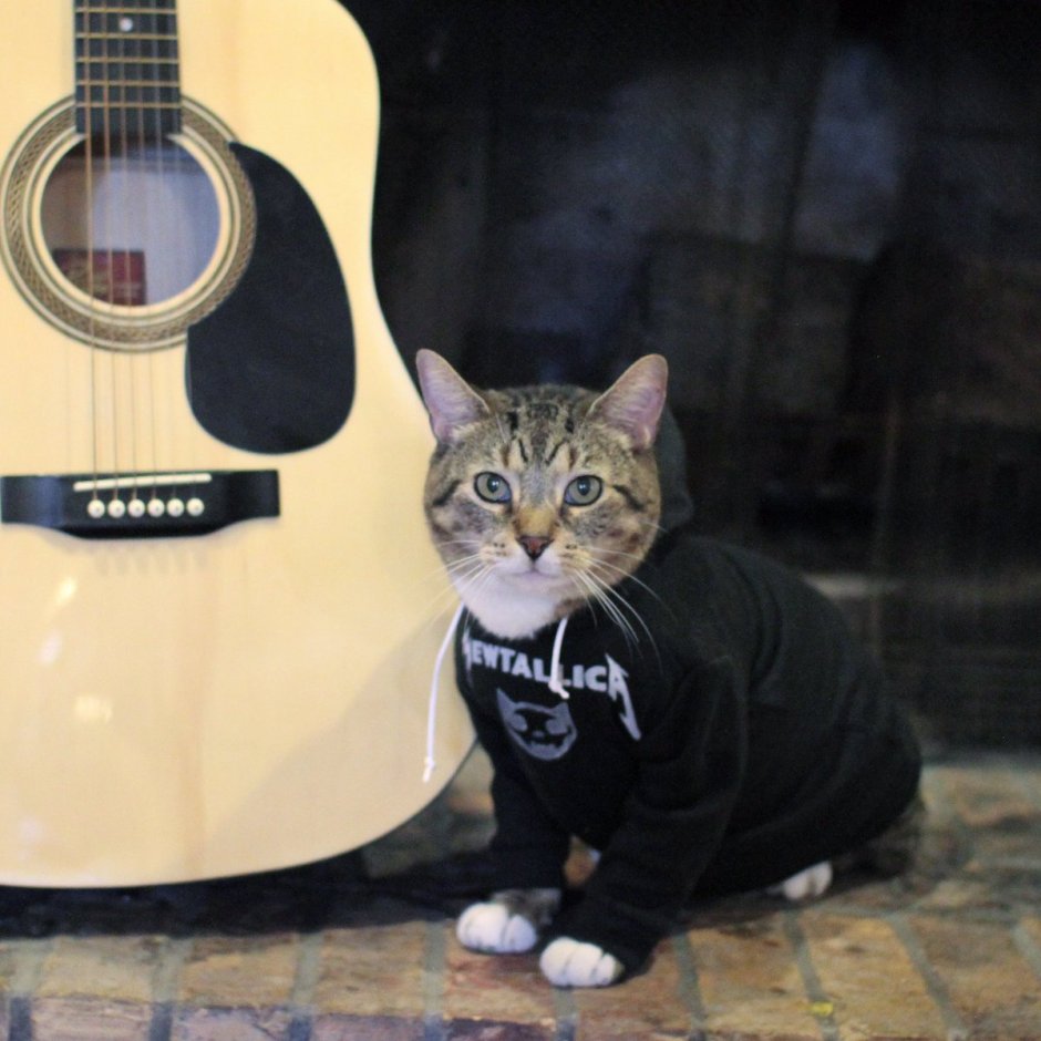 Heavy Metal Cat