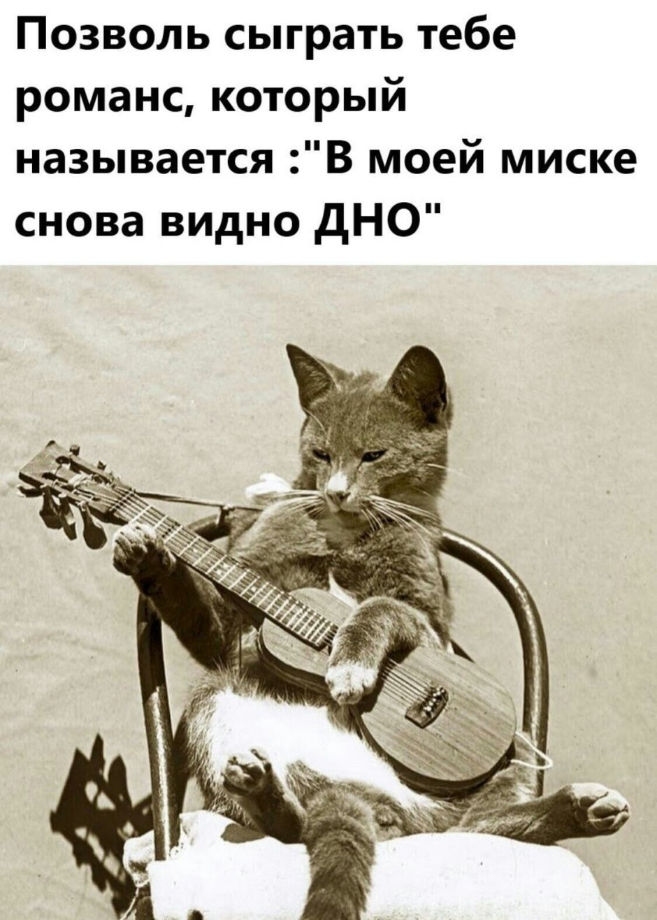 Кот с гитарой рисунок