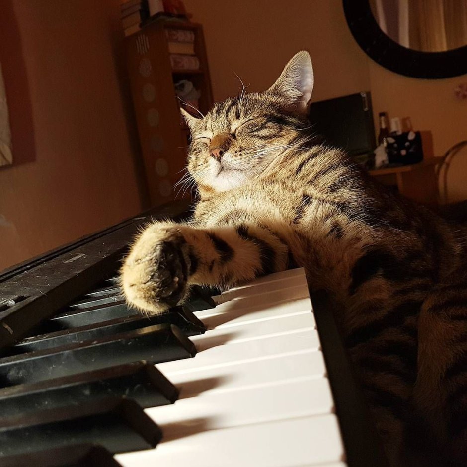 Кот держит гитару
