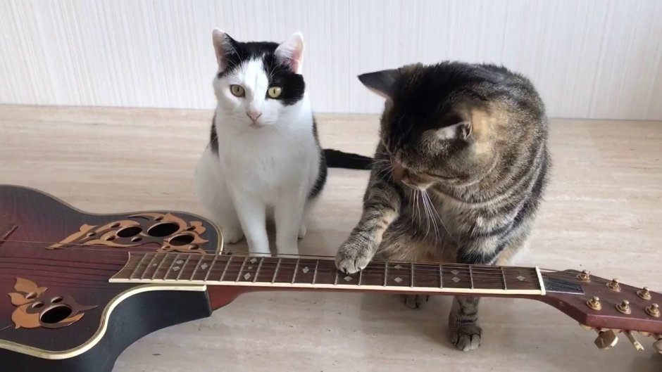 Кот рок н ролл