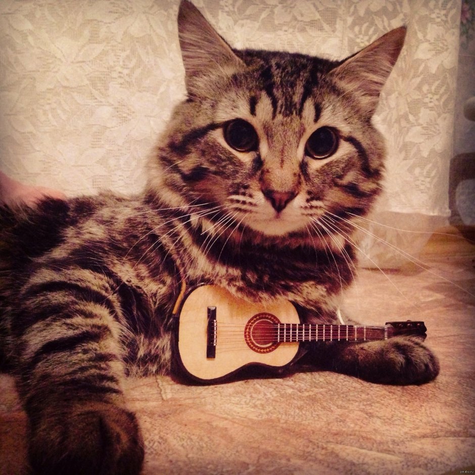 Котята поют