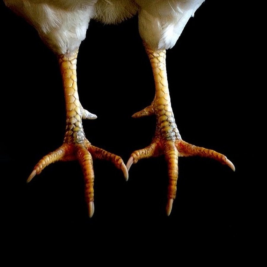 Птичьи лапы