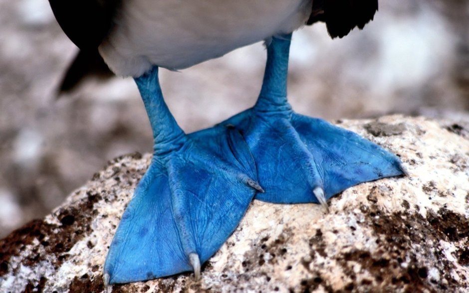 Птичья нога