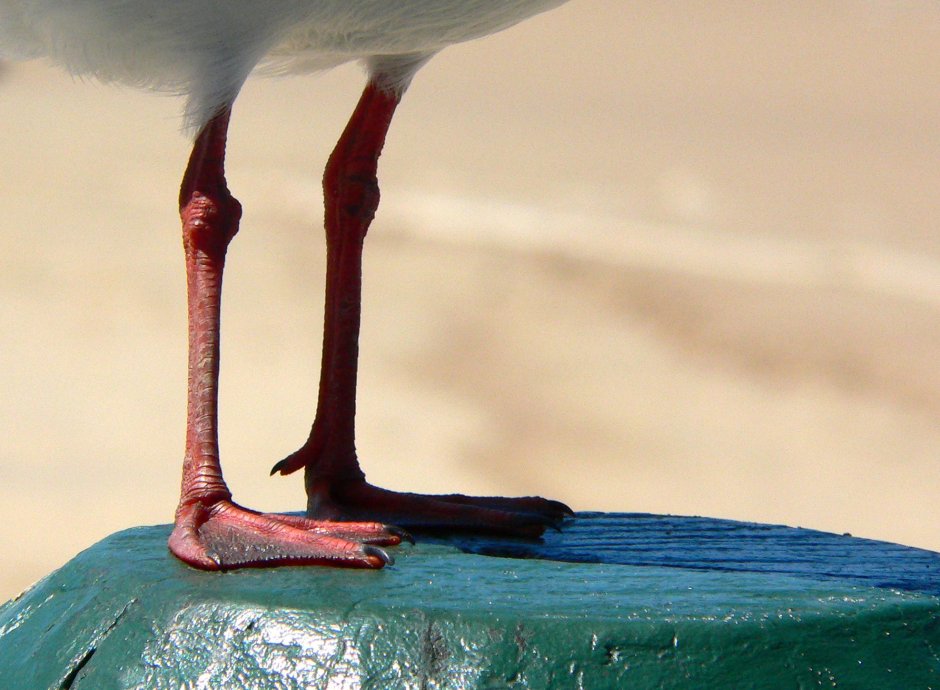 Стопа птицы