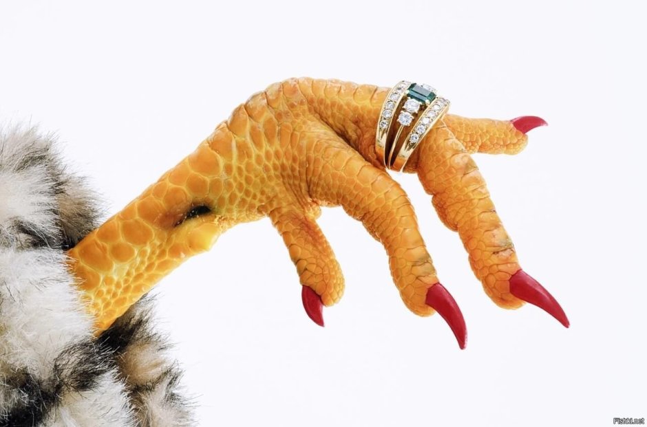 Лапы тетерева