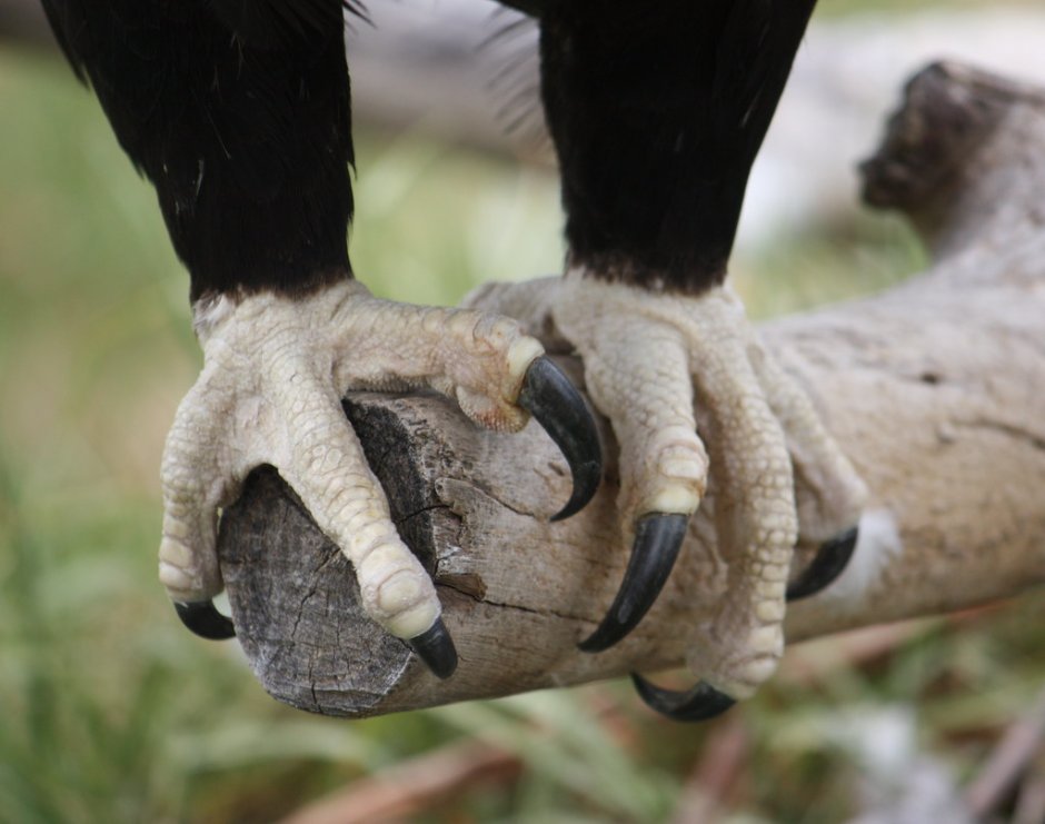 Южноамериканская Гарпия лапа