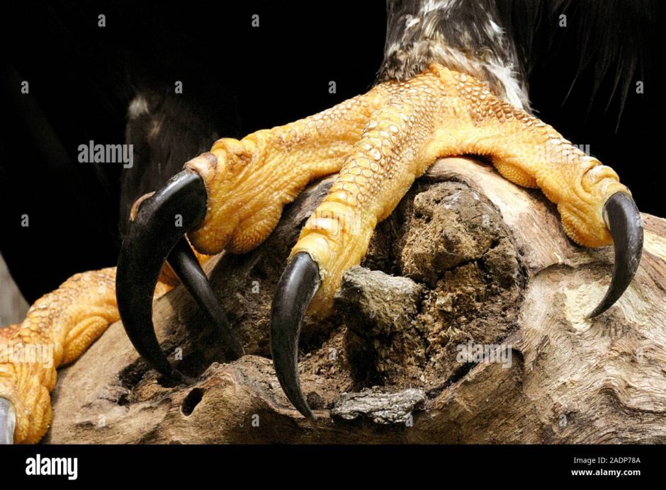 Когти рептилий