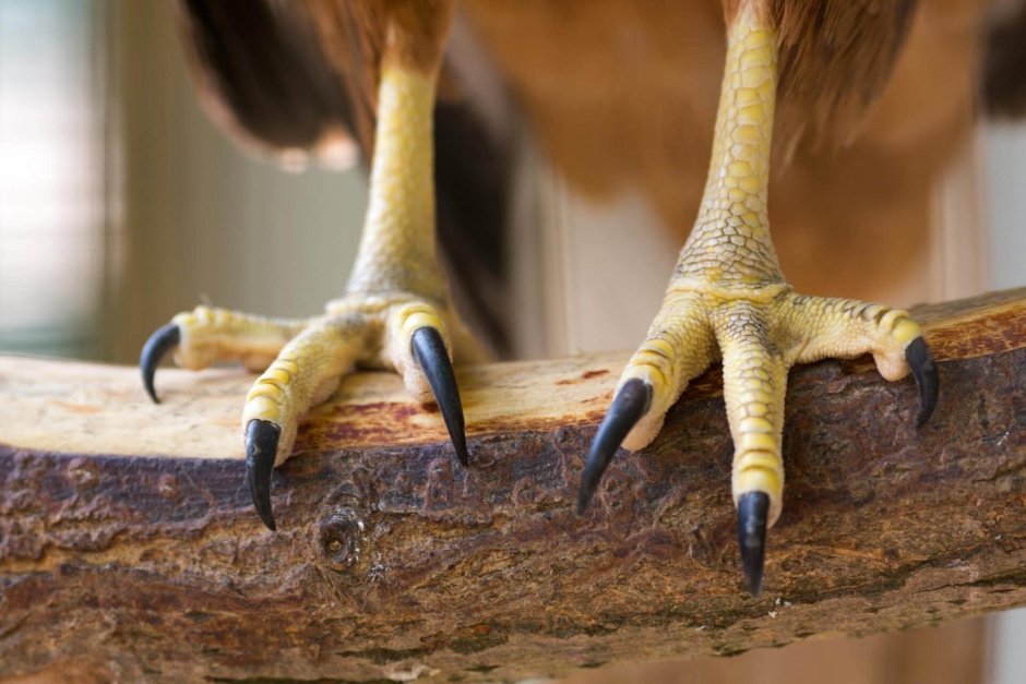 Когти хищника