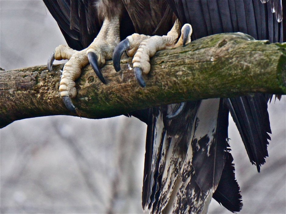 Лапки Утиные