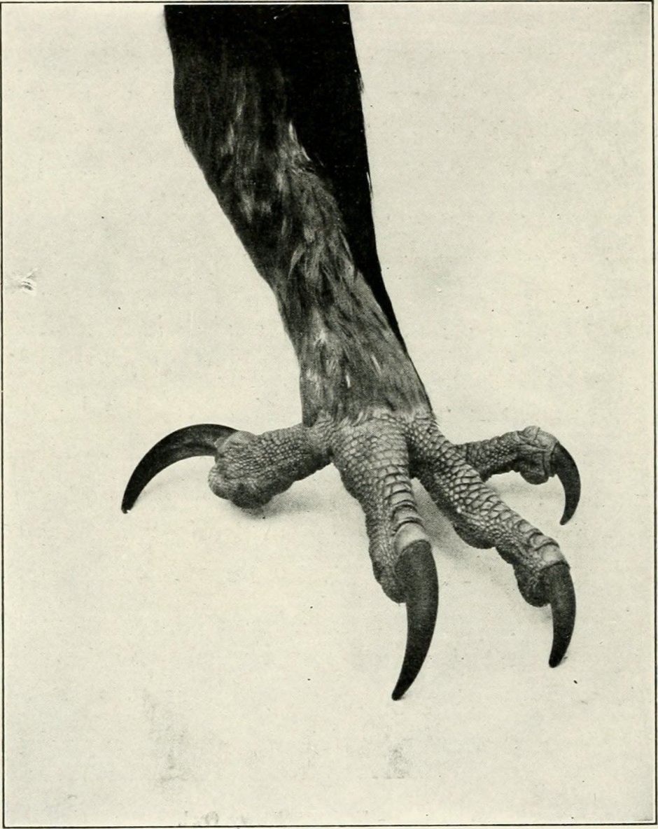 Кнемидокоптоз куриная лапа