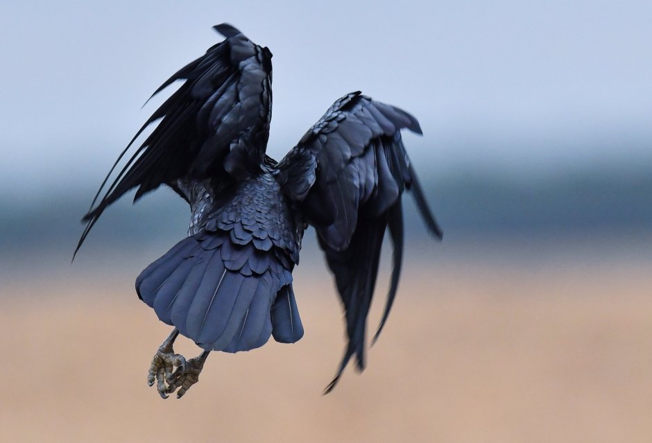 Петух со шпорами