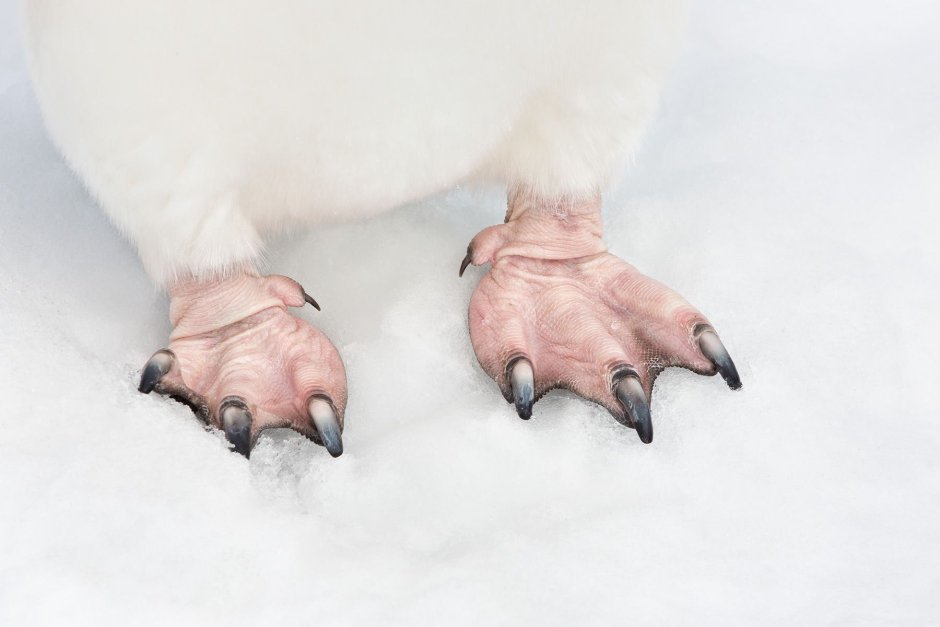 Лапы хищных птиц