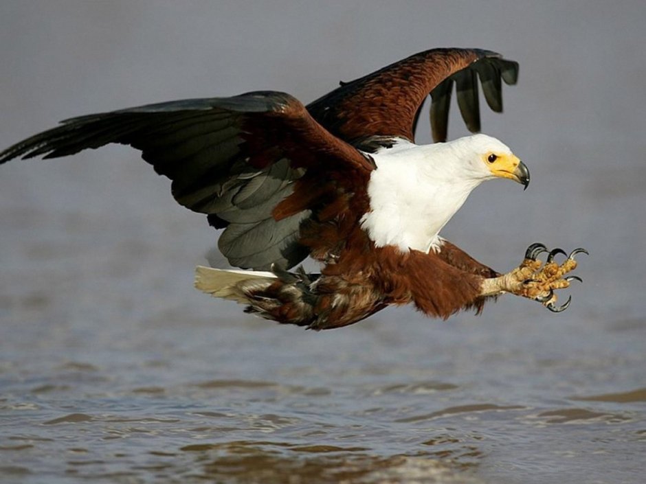 Птичья нога