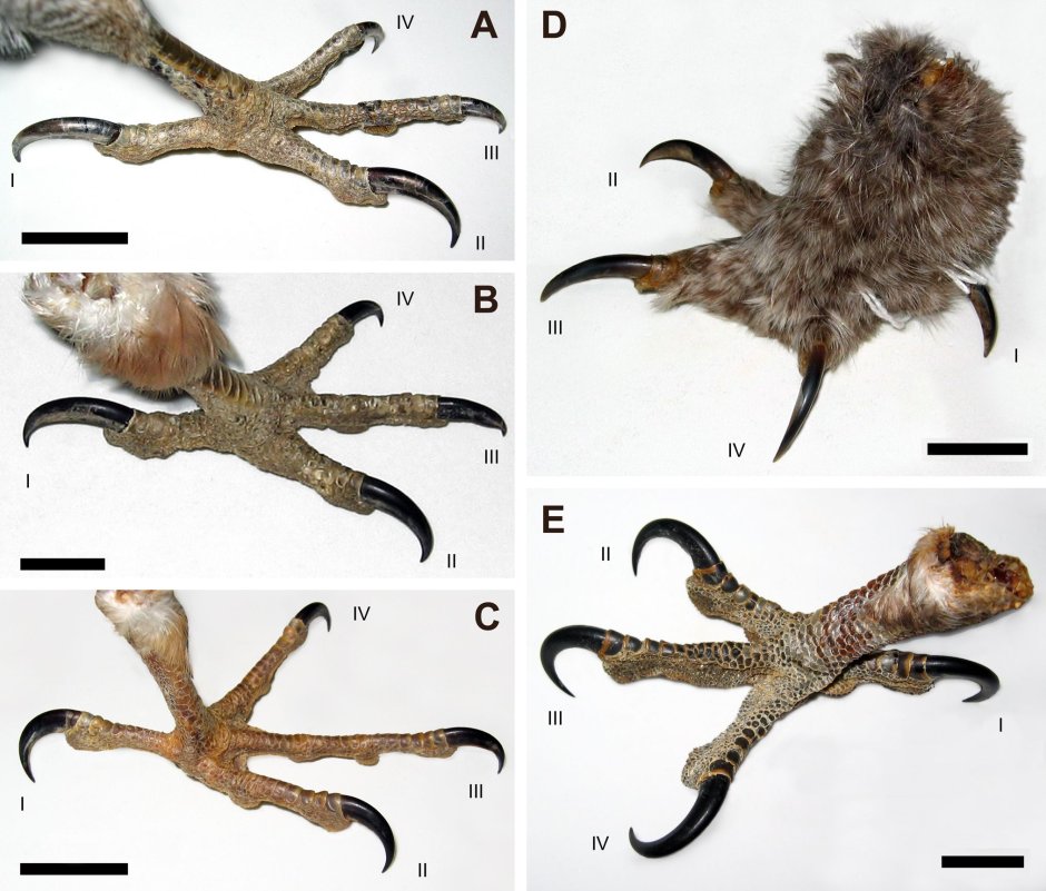 Орел Гарпия когти