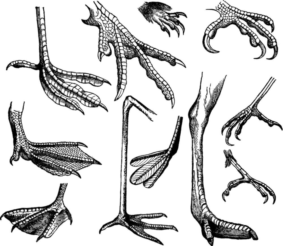 Лапы гарпии