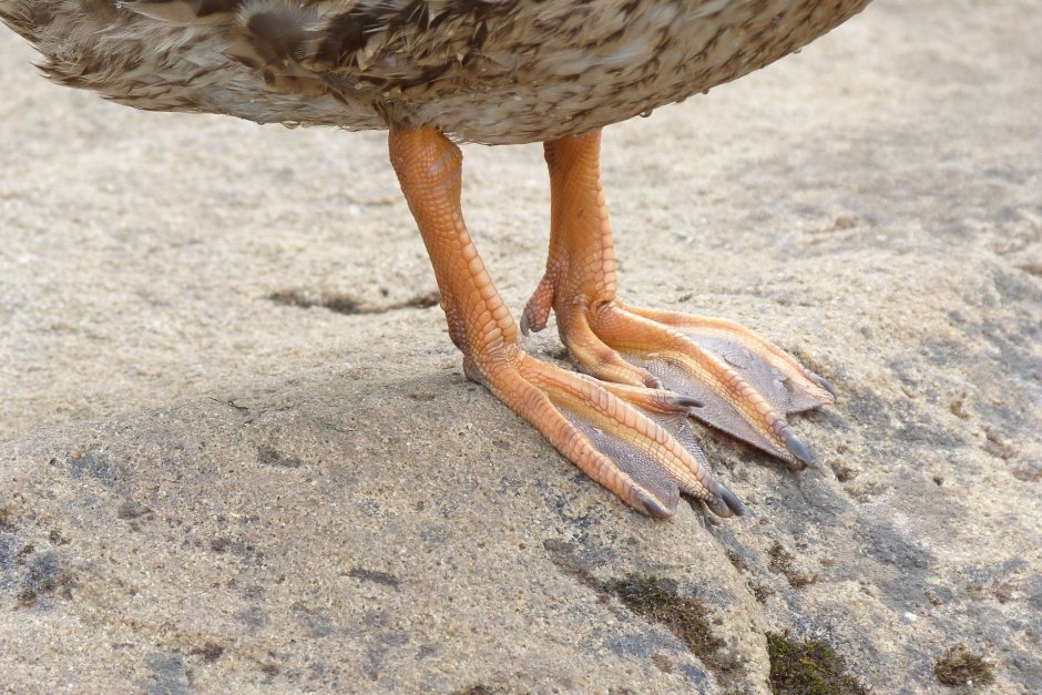 Ножки животных