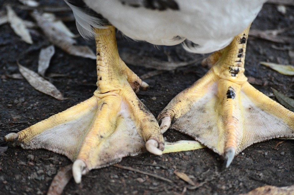 Южноамериканская Гарпия лапа