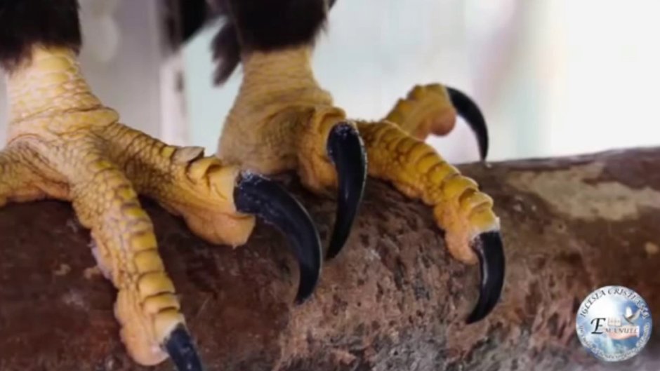 Лапы вороны