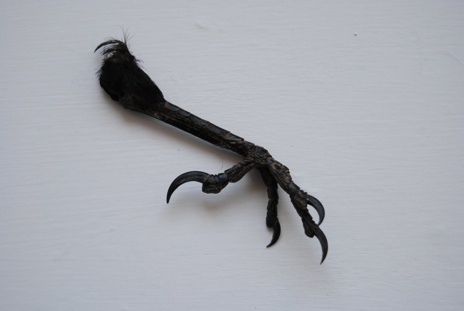 Лапа орла с когтями