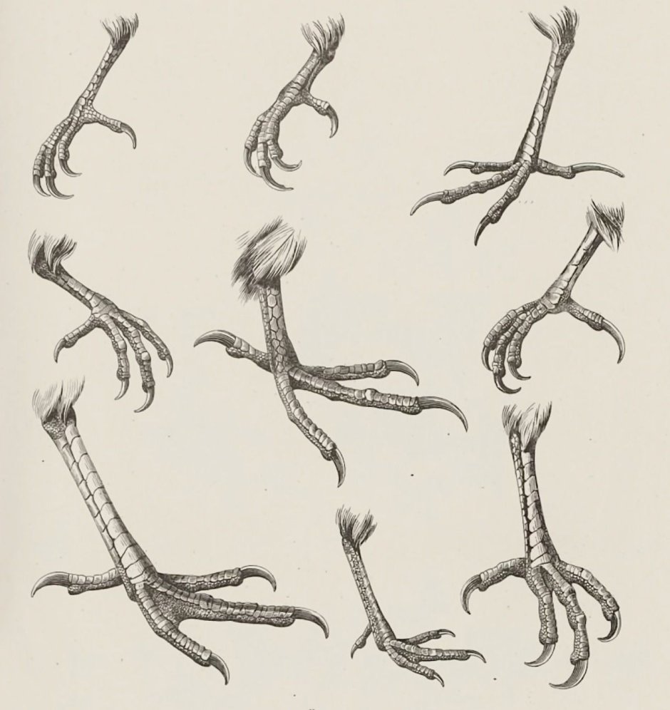 Африканский страус лапы