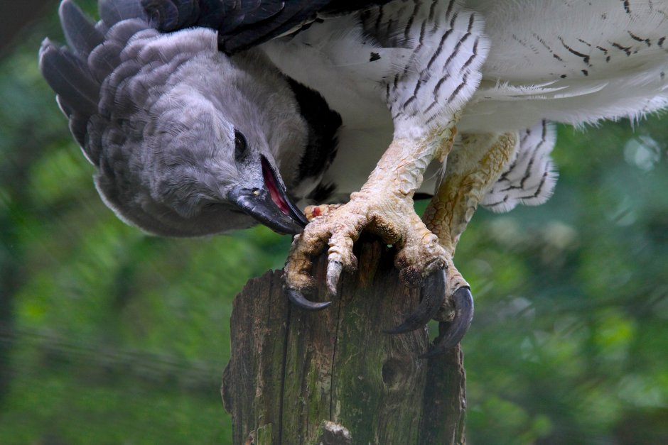 Белоголовый Орлан когти