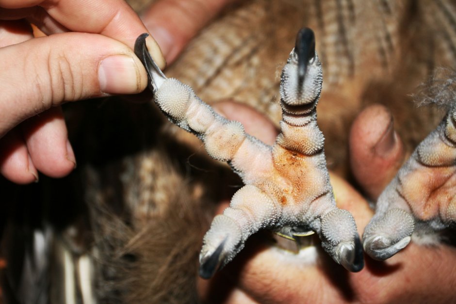 Лапы хищных птиц