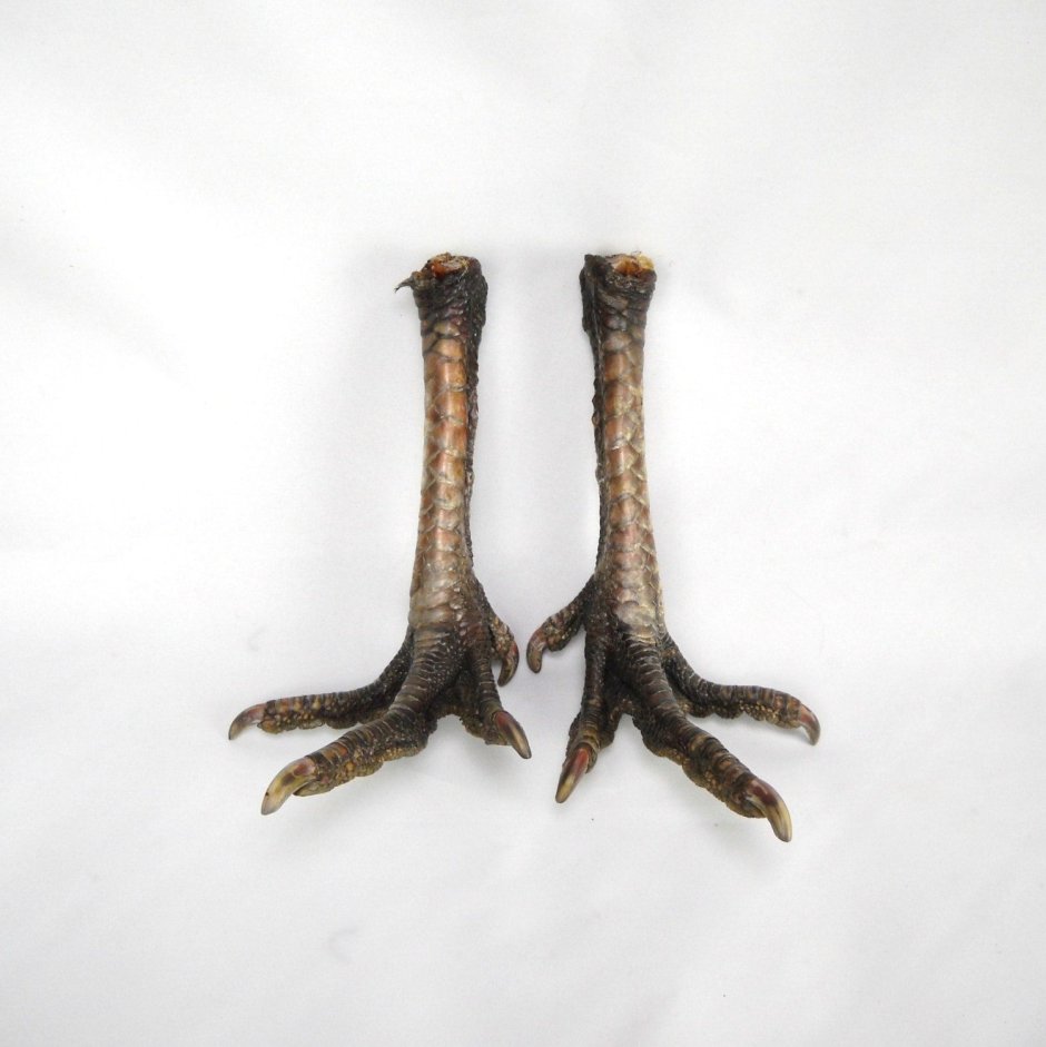 Кряква ноги