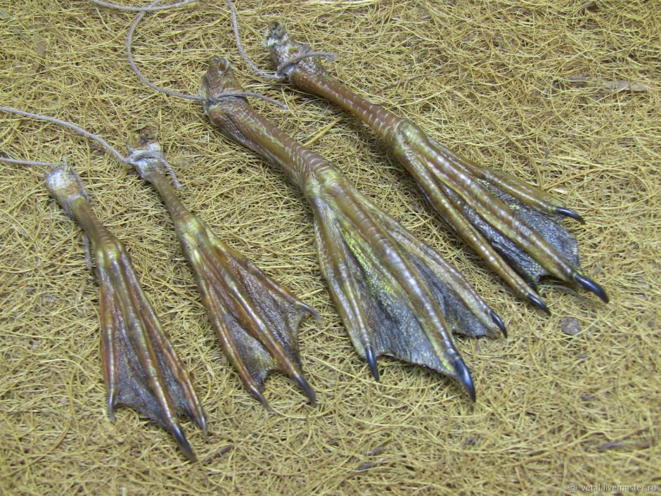 Лапы водоплавающих птиц