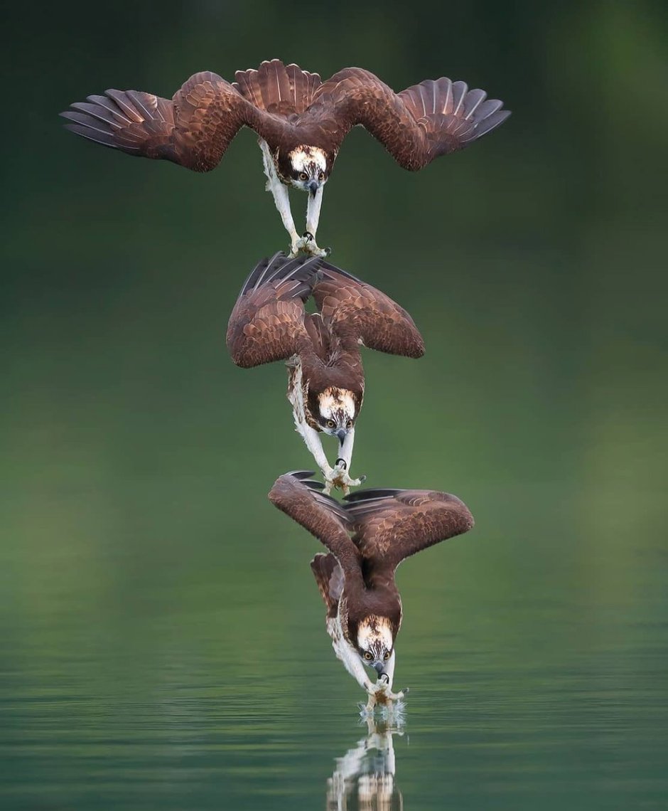 Лапа собаки в реальной жизни
