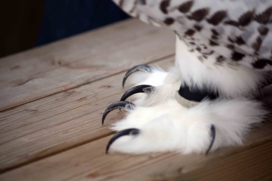 Орел ястреб Сокол Коршун Беркут