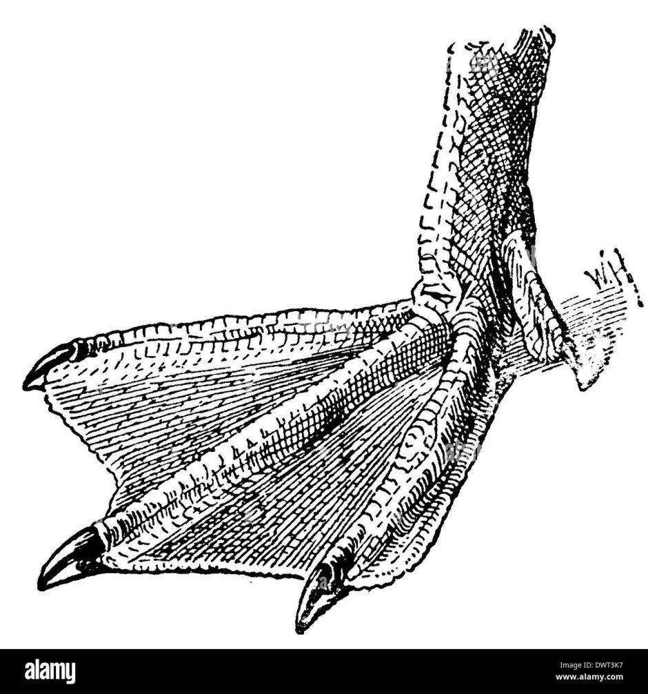 Лапы ястреба