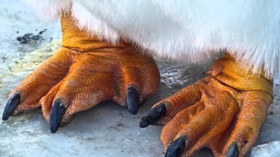 Лапы Филина