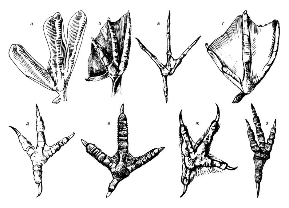 Силуэт лапы с когтями
