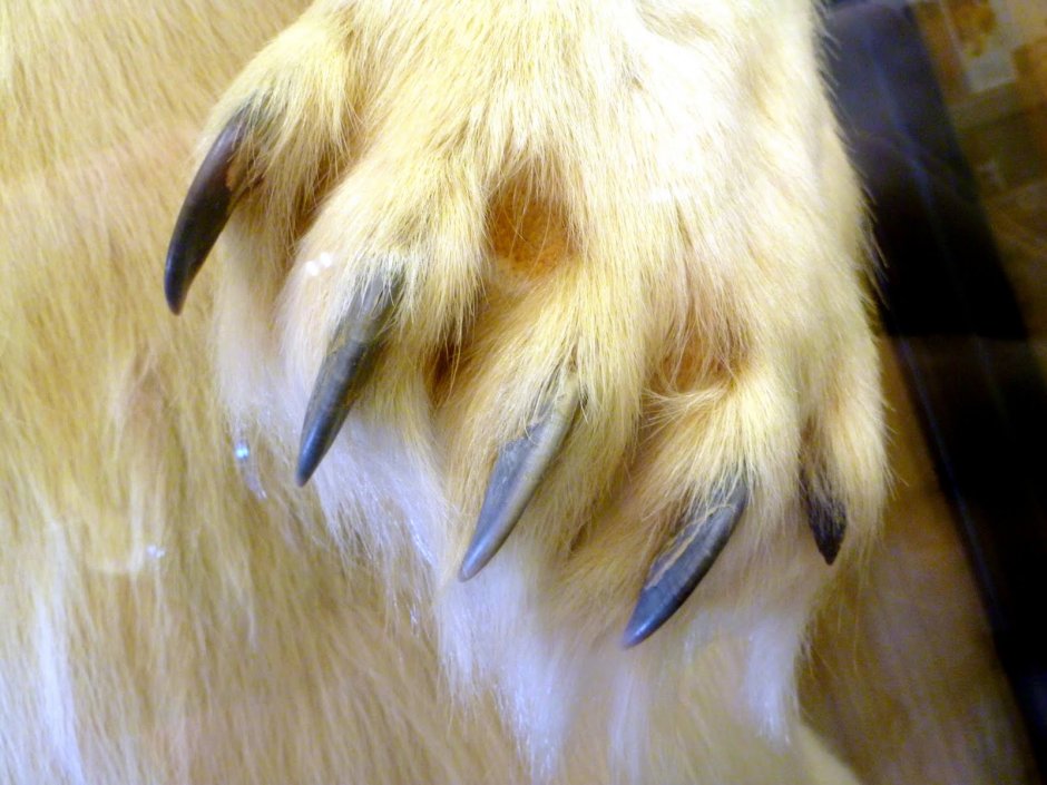 Лапки птички