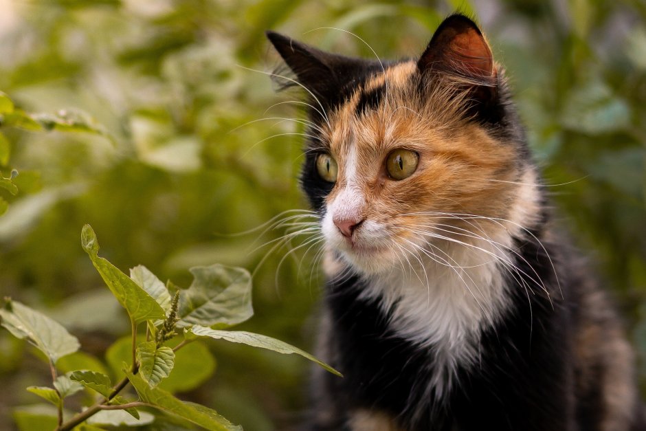Трёхцветная кошка