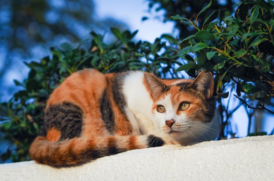 Американская короткошёрстная кошка