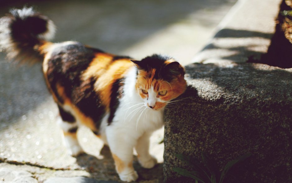 Пестрая кошка