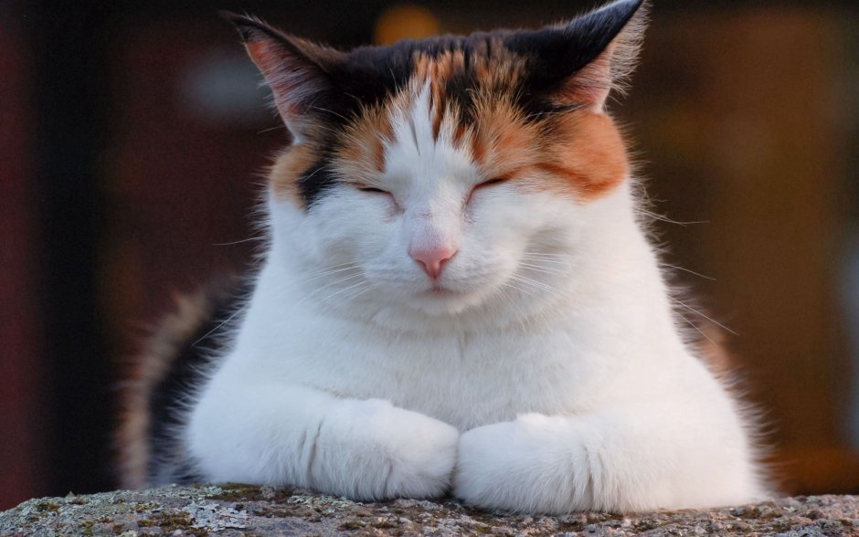 Бело черно рыжий кот