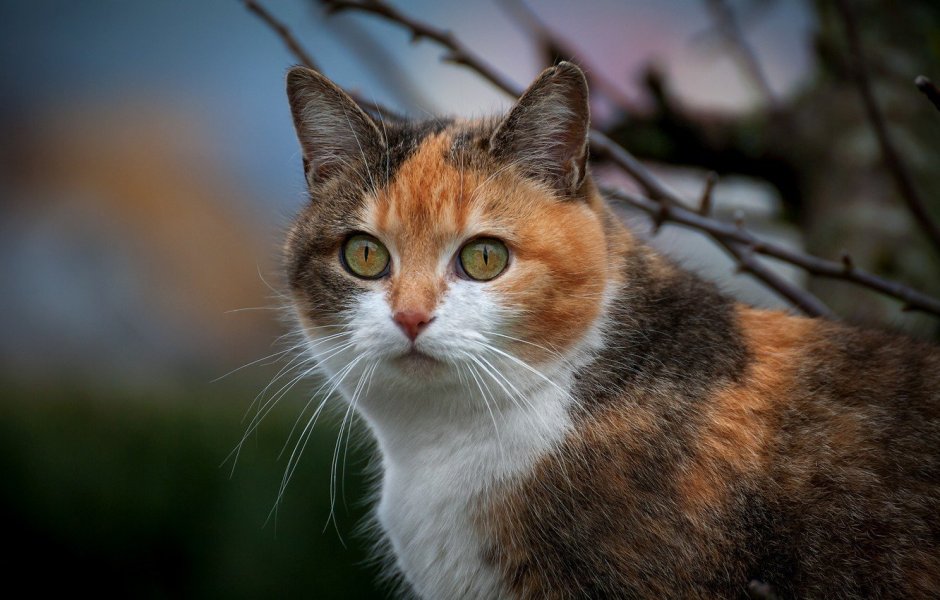 Пестрая кошка