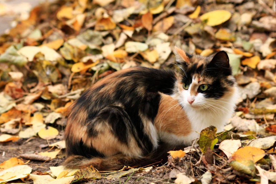 Трехцветные кошки Калико