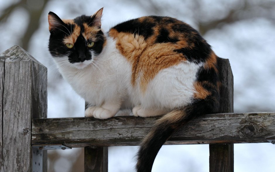Трехшерстная кошка