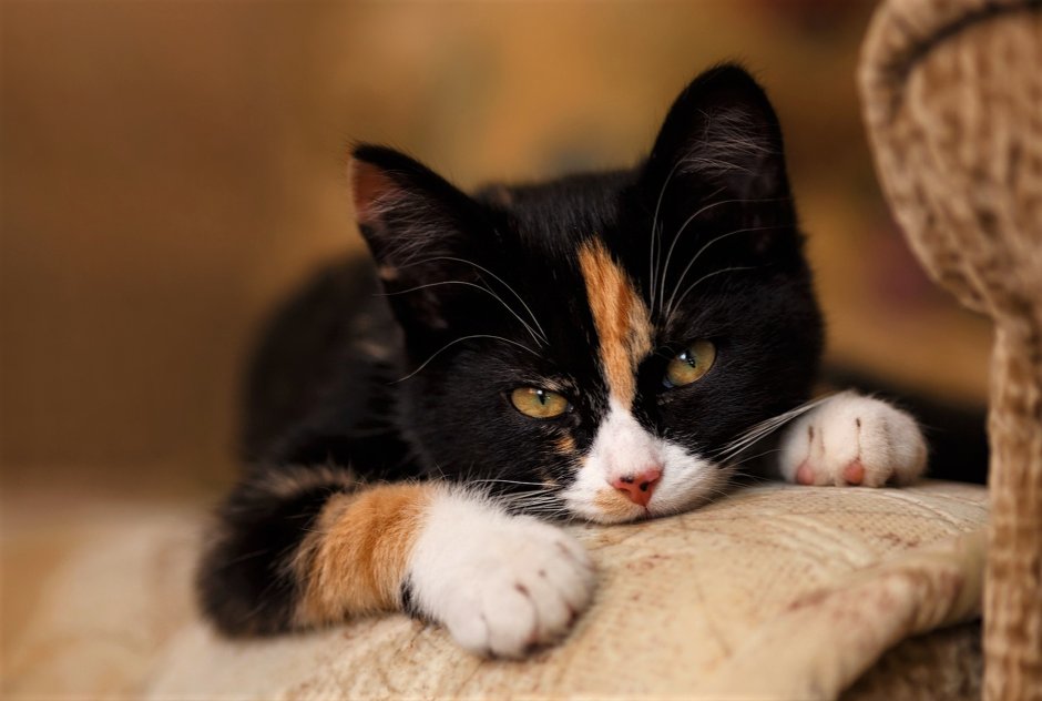 Милые котики