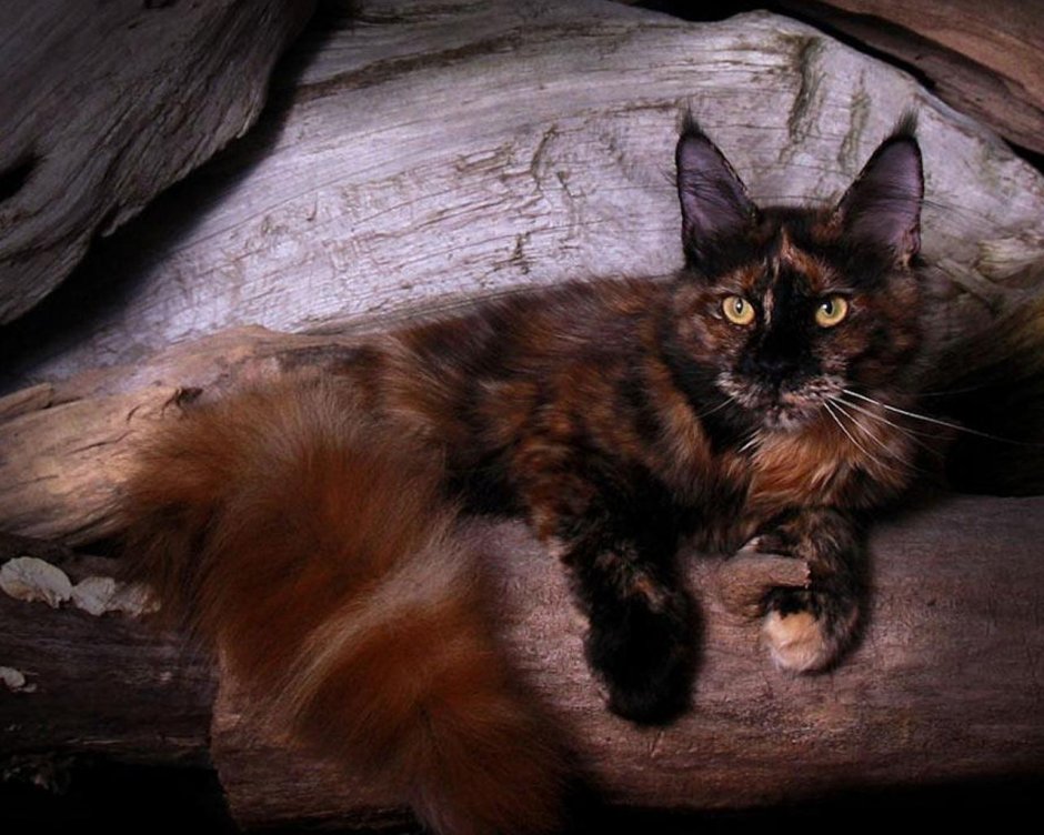 Трёхцветная кошка