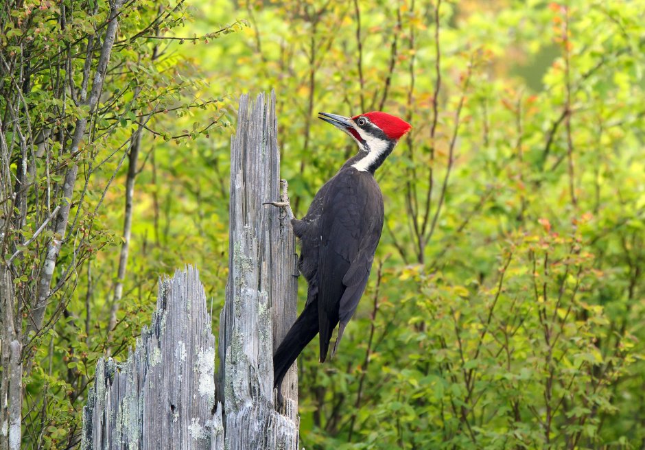 Дятел хохлатая Желна