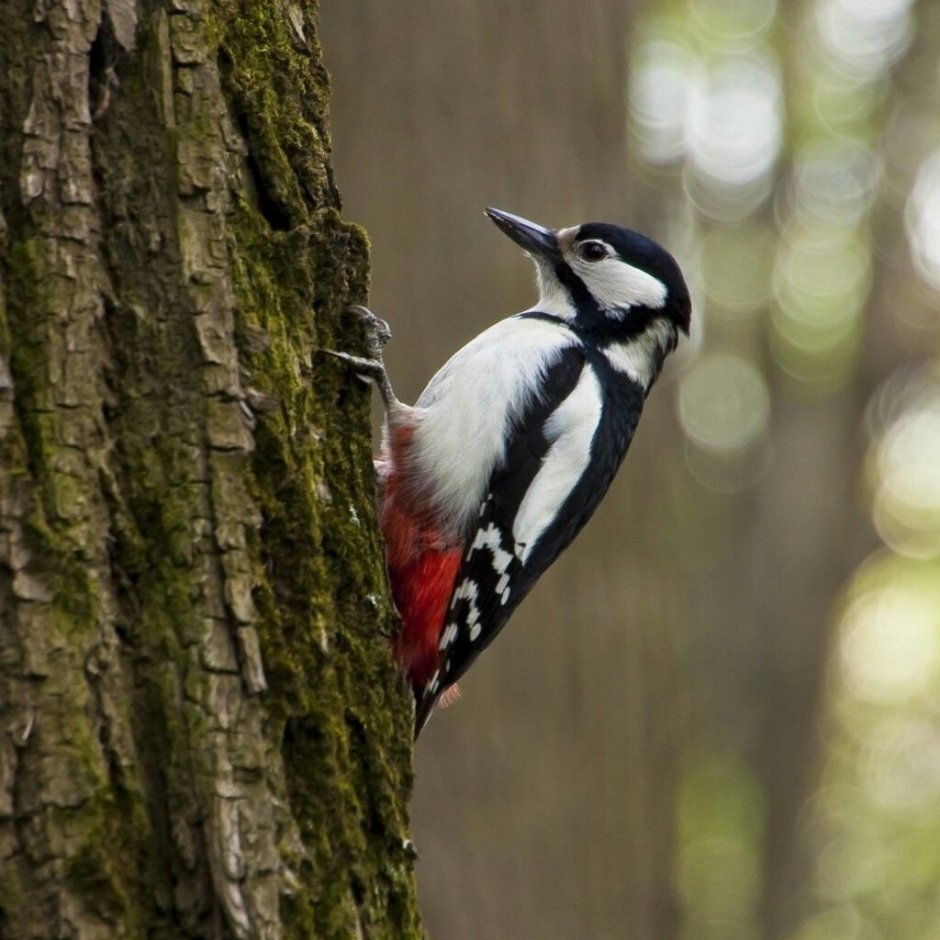 Дятел смешанного леса