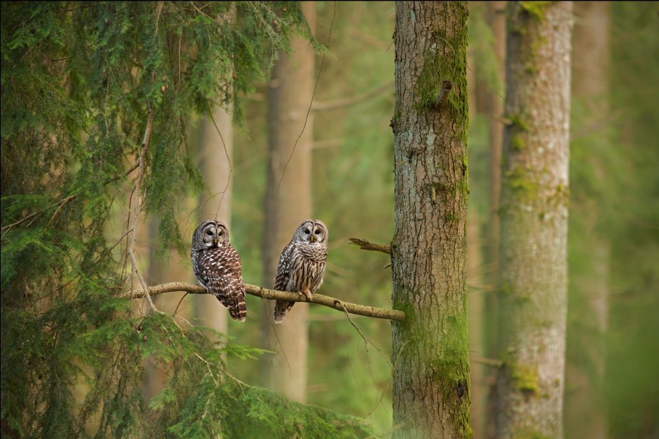 Птица Сойка Крымская