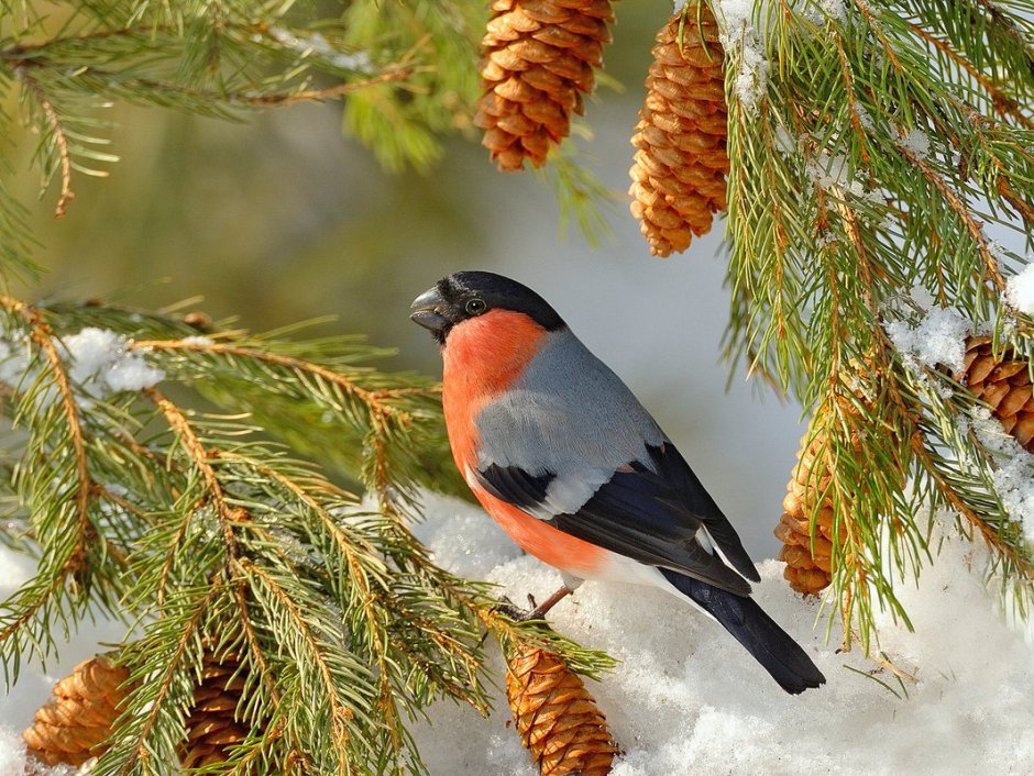 Можешь показать всех птиц в Калуге и Европы и Белоруссии