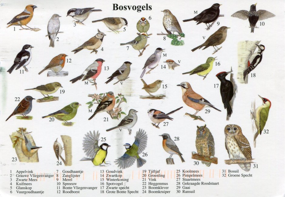 Закладки для книг природа