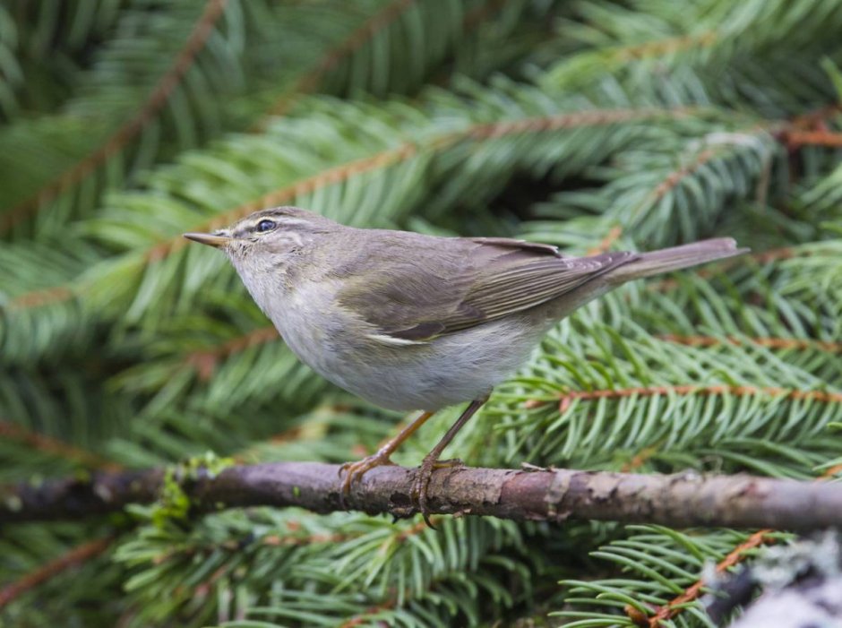 Птицы Беларуси