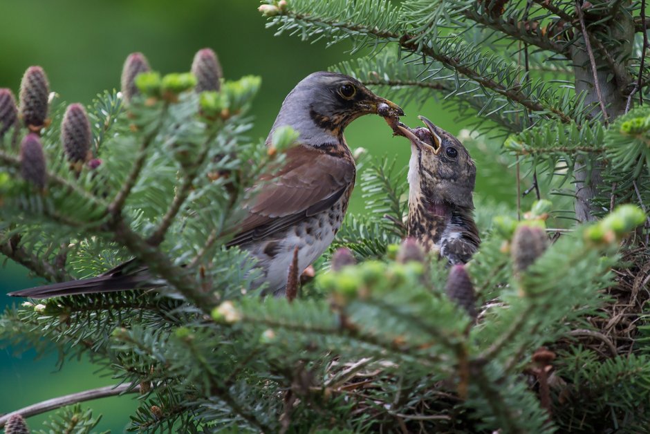 Названия птиц на белорусском